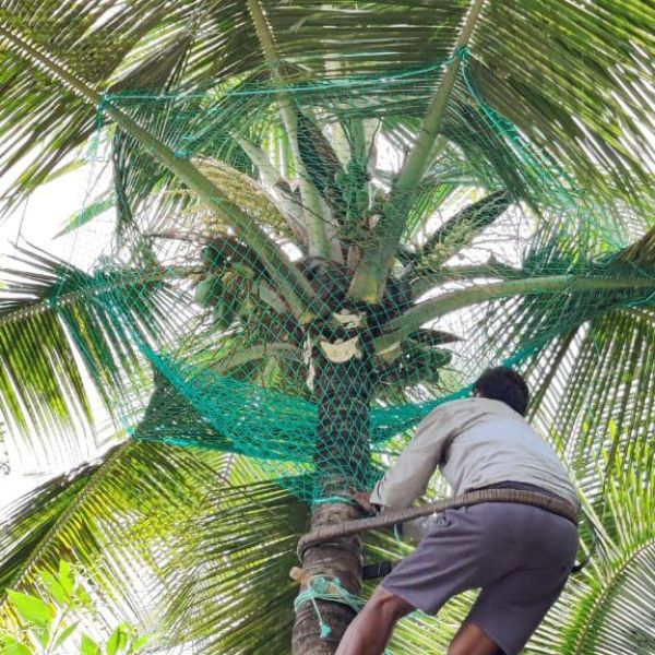 Coconut Tree Protection Nets, Coconut Tree Safety Nets Installation in Mysore
