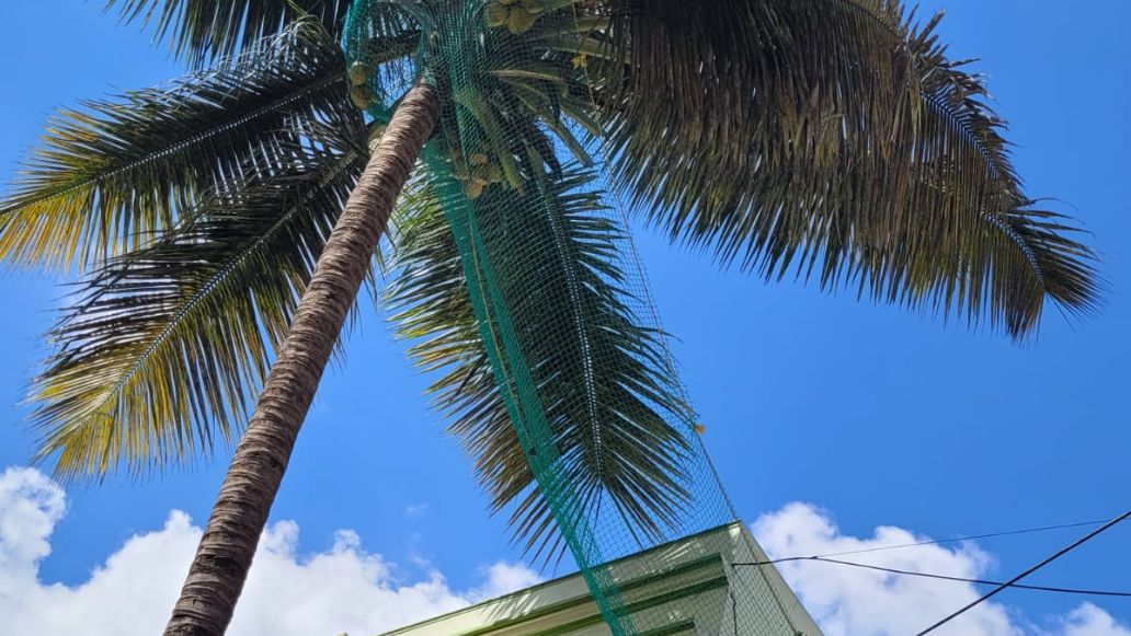 Coconut Tree Safety Nets in Mysuru