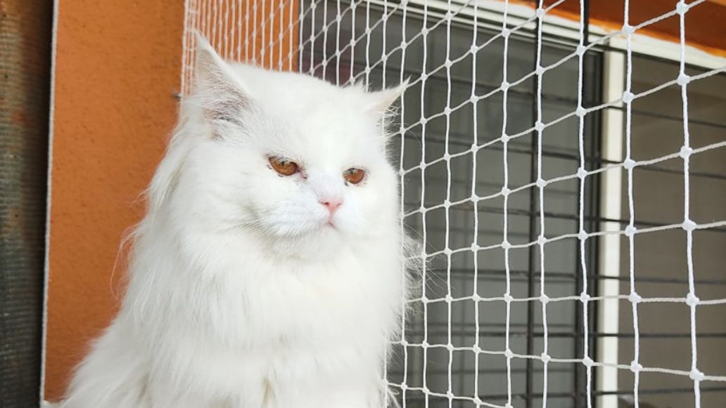 Pets Safety Nets for Balconies, Pets Nets Installation, Pets Safety Nets in Mysore