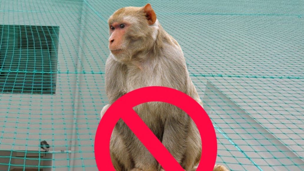 Monkey Safety Nets for Balconies, Monkey Safety Nets Installation Near Me in Mysore